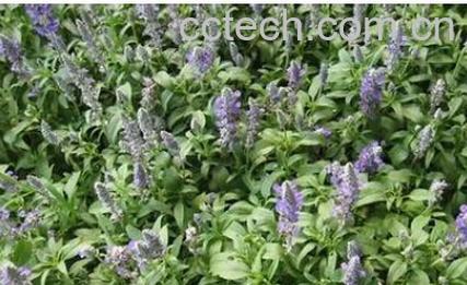 果蔬百科紫草-0