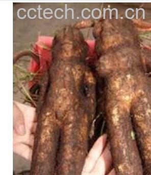 果蔬百科何首乌-0