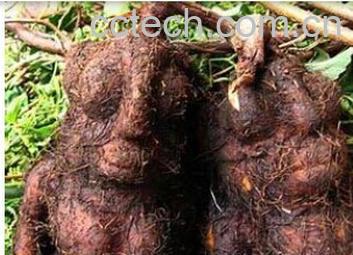 果蔬百科何首乌藤-0