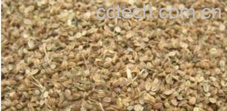 果蔬百科蛇床子-0