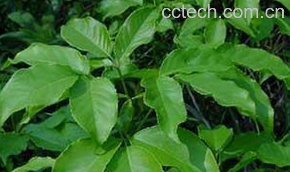 果蔬百科两面针-0