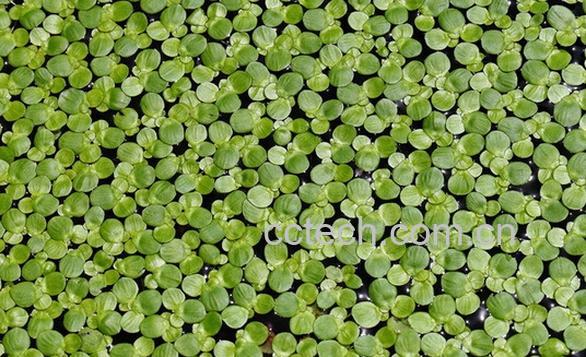 果蔬百科浮萍-0