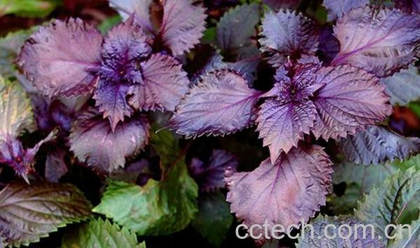 果蔬百科紫苏-0