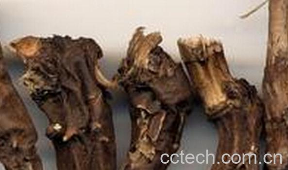 果蔬百科草乌-0