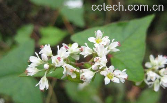 果蔬百科金荞麦 -0