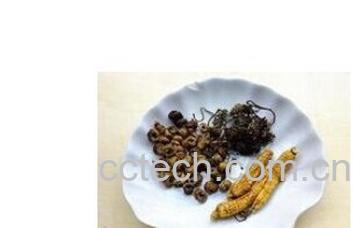 果蔬百科石斛-0