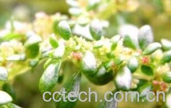 果蔬百科翠云草-0