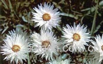 果蔬百科打火草-0