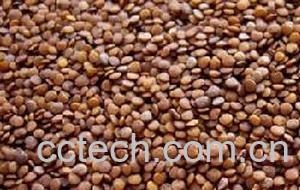 果蔬百科假酸浆-0