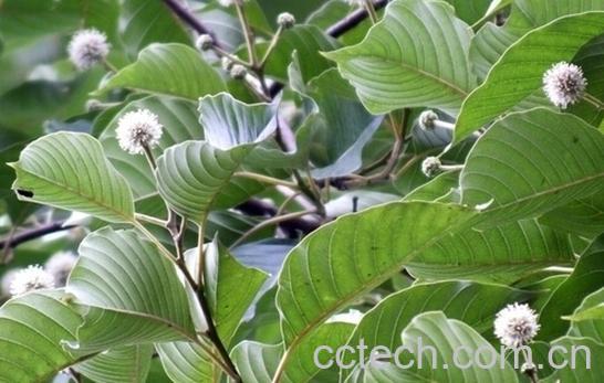 果蔬百科抗癌中药排名-0