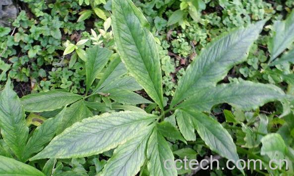 果蔬百科独角莲治癌症-0