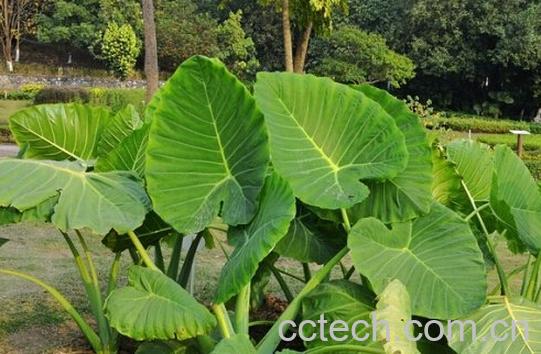 果蔬百科独角莲-0