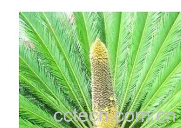 果蔬百科铁树-0