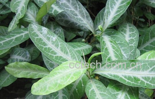 果蔬百科龙利叶-0