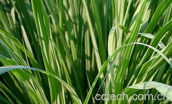 果蔬百科柠檬草-0