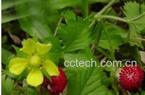 果蔬百科蛇莓的功效与作用-0