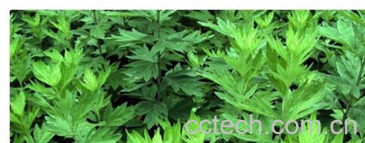 果蔬百科艾叶-0