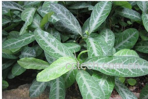 果蔬百科蠢叶-0