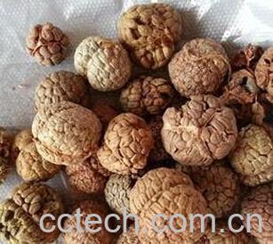 果蔬百科大草蔻-0