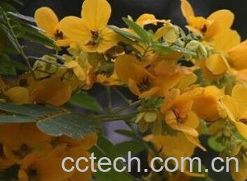 果蔬百科黄槐决明-0