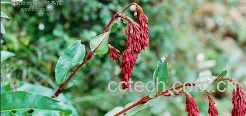 果蔬百科长梗蓼-0