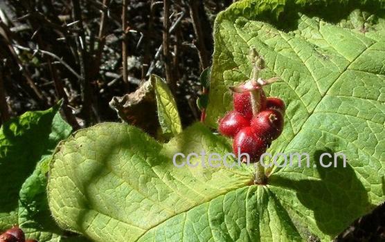 果蔬百科穿心莛子-0