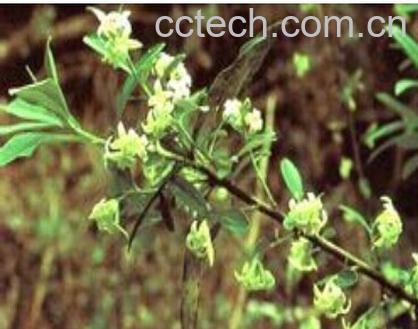 果蔬百科长瓣瑞香-0