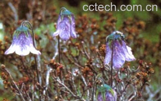 果蔬百科臭党参-0