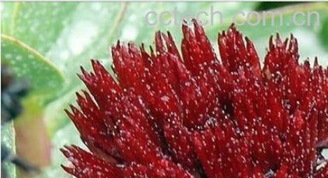 果蔬百科长鞭红景天-0