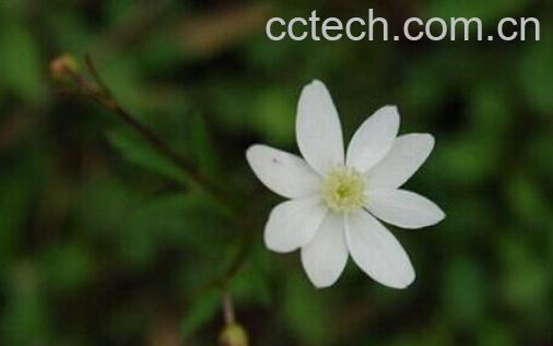 果蔬百科草玉梅-0