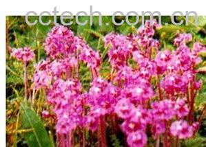 果蔬百科草甸马先蒿-0