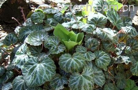 果蔬百科苍山虎耳草-0