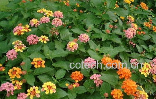 果蔬百科臭草-0