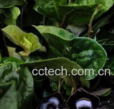 果蔬百科北细辛的功效与作用 -0