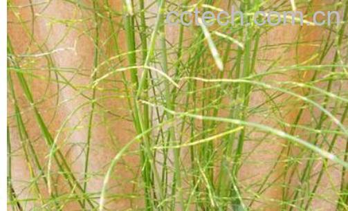 果蔬百科笔筒草-0