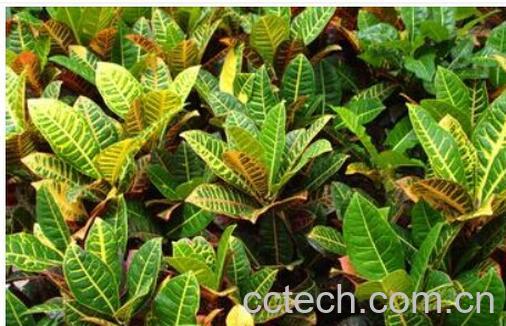 果蔬百科变叶木-0