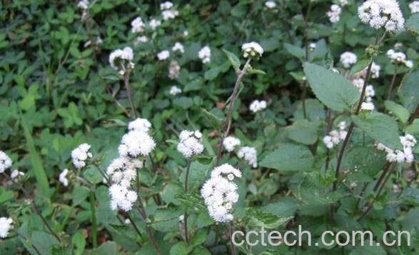 果蔬百科白花藿香蓟-0