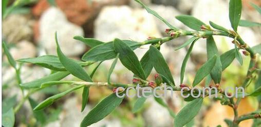 果蔬百科扁蓄-0