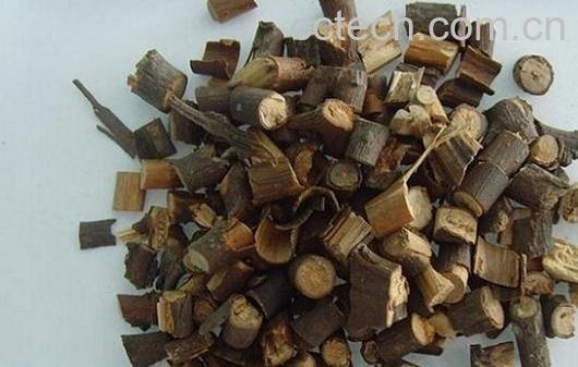 果蔬百科桂枝-0