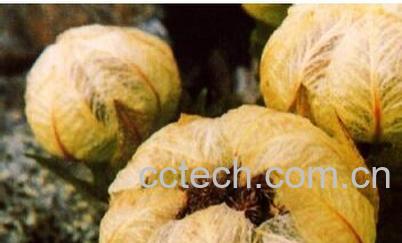 果蔬百科苞叶雪莲-0