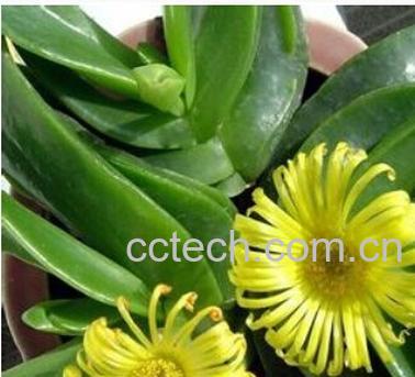 果蔬百科宝绿-0