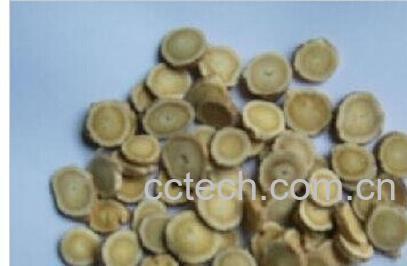 果蔬百科炙黄芪-0