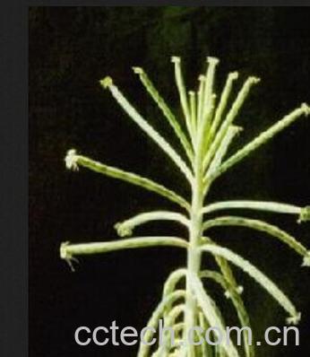 果蔬百科棒叶落地生根-0