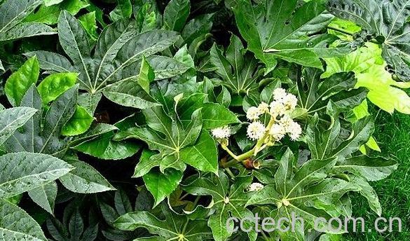 果蔬百科八角金盘-0