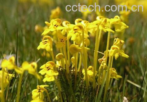 果蔬百科斑唇马先蒿-0