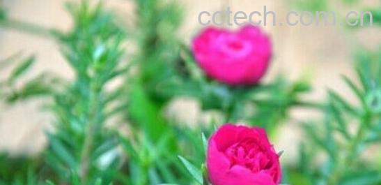 果蔬百科半支莲-0