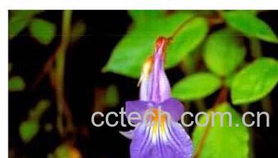 果蔬百科 斑叶唇柱苣苔-0