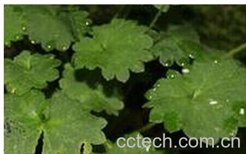 果蔬百科斑点虎耳草-0