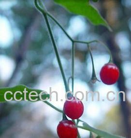 果蔬百科白英-0