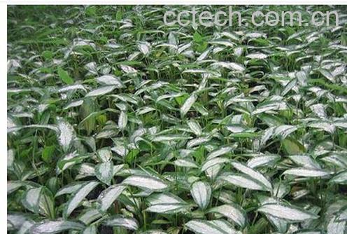 果蔬百科白纹竹芋-0